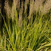 Korean Feather Reed Grass